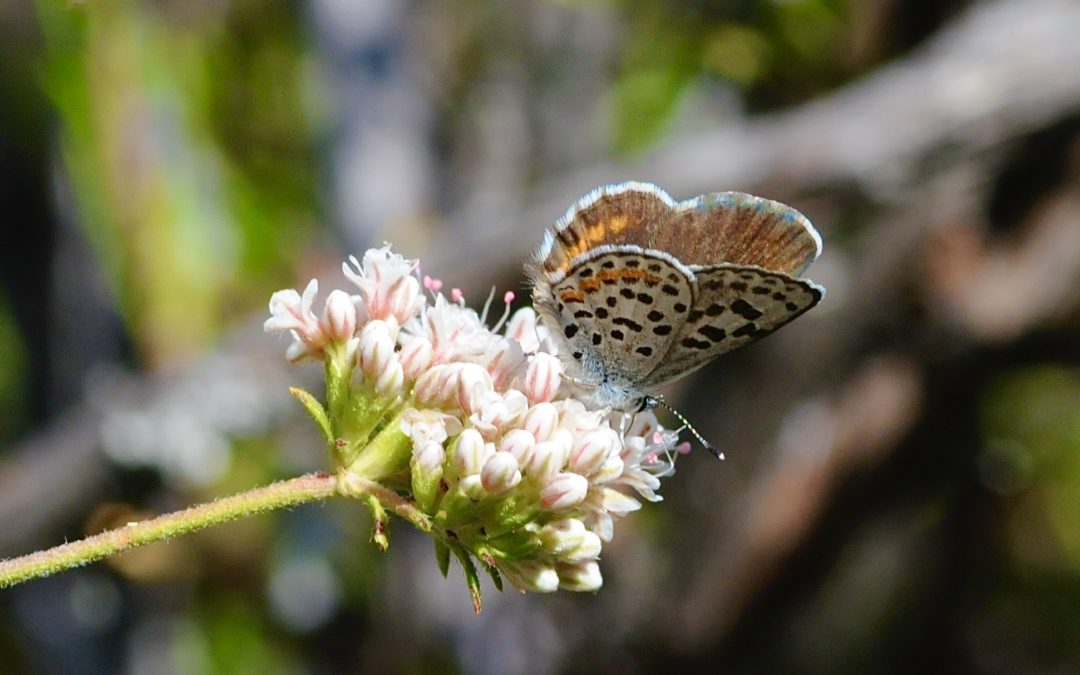 Got the Buckwheat Blues…