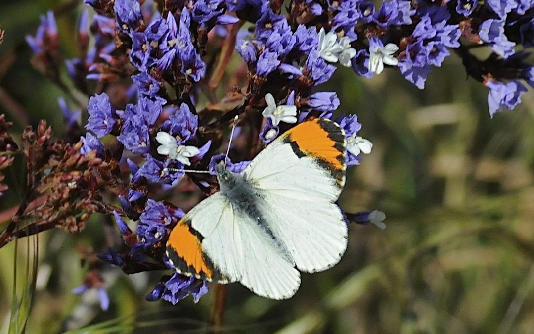 Spending Time with Western Orangetips Butterflies