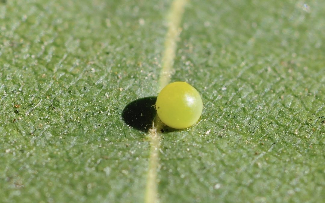 Wow! A Western Tiger Swallowtail egg!!!