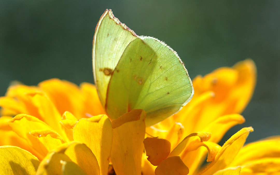 “Never say Never”?…Photographically Capturing the Face of California’s State Butterfly