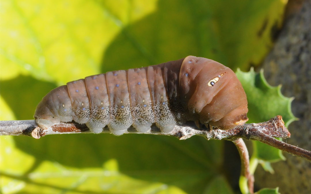 Caterpillar Camouflage Revealed