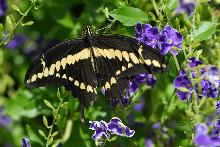 Giant Swallowtail Butterfly vs Citrus Leafminer Moths