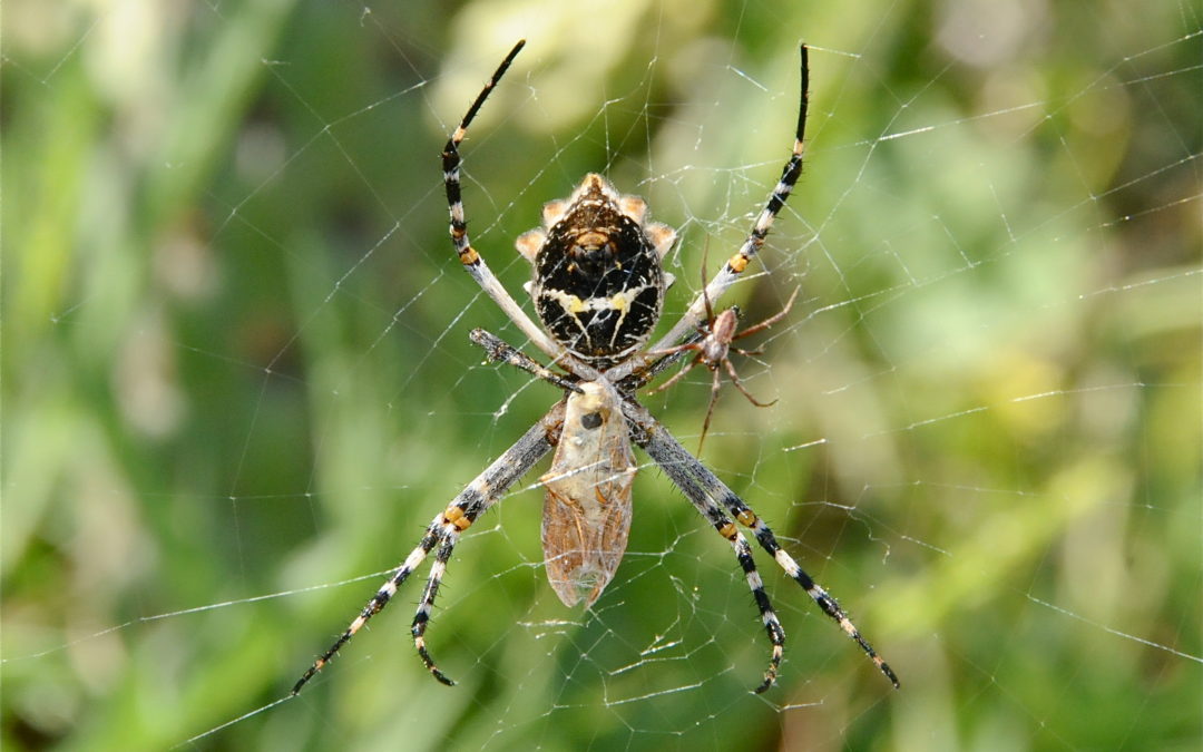 Predator and Prey… The Spooky Side of Butterflies