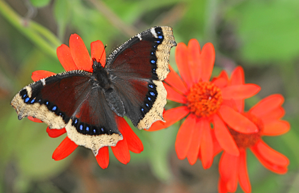 Mourning Cloak’s… A Joy to Behold!