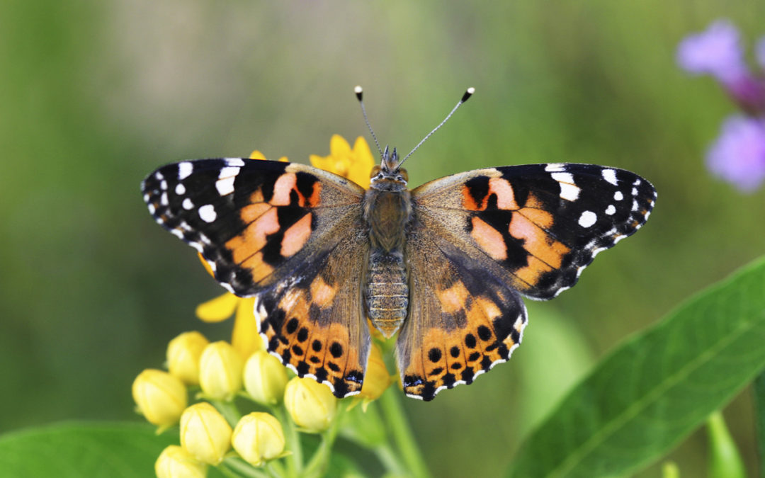 Raise Butterflies For Your Homeschool Life Science Curriculum