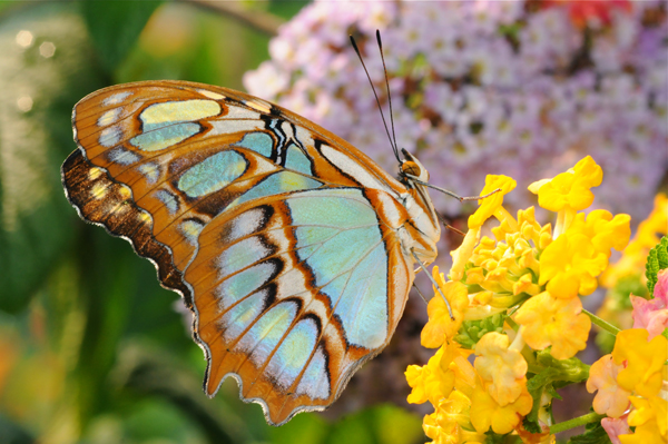 Can I touch a Butterfly’s Wing?