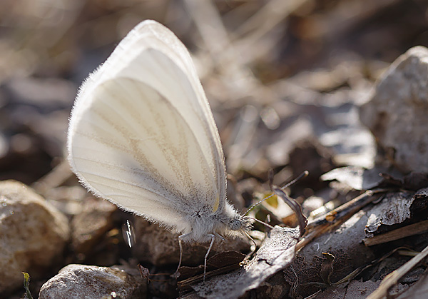 A little story, about a tiny white butterfly, who brought BIG hope…