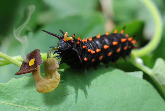 Smoking Swallowtails? Dutchman’s Pipevine Butterflies gone wild…