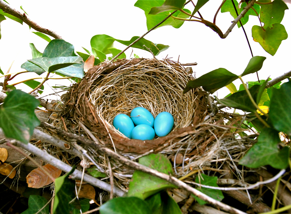 Egg Laying… Not just for the Birds!