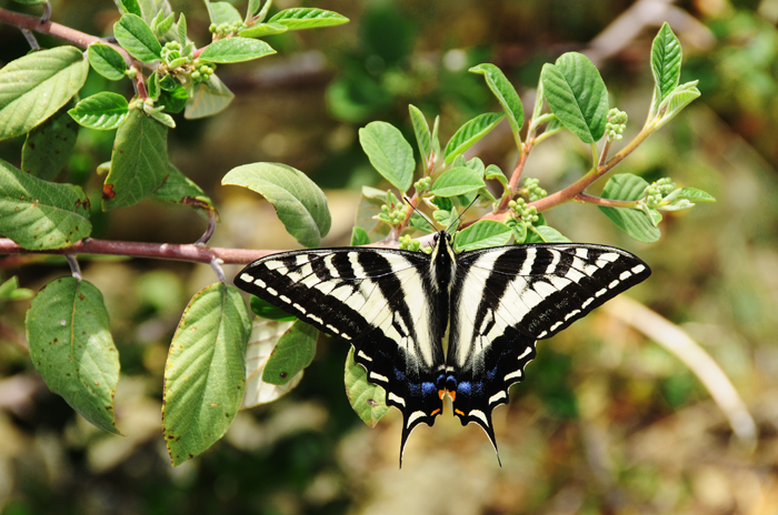 Life of a Pale Swallowtail Caterpillar