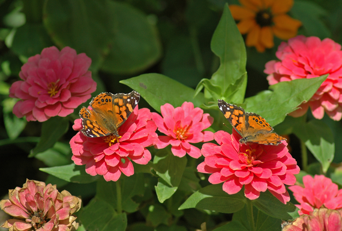 Raising Painted Lady Butterflies