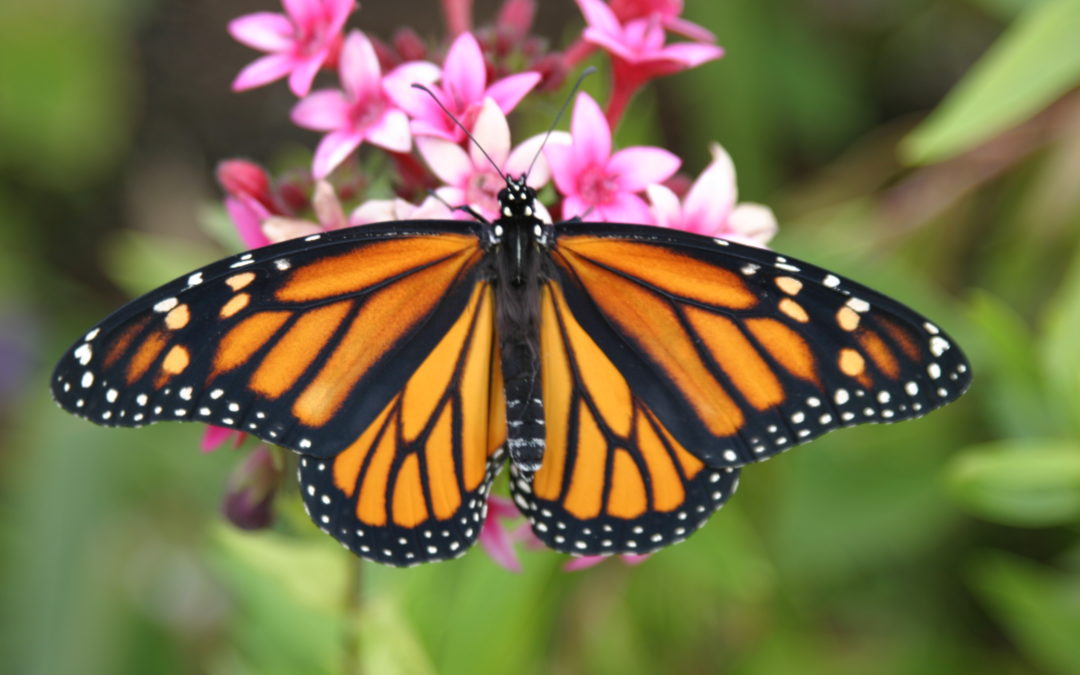 Western Monarch Butterfly Day