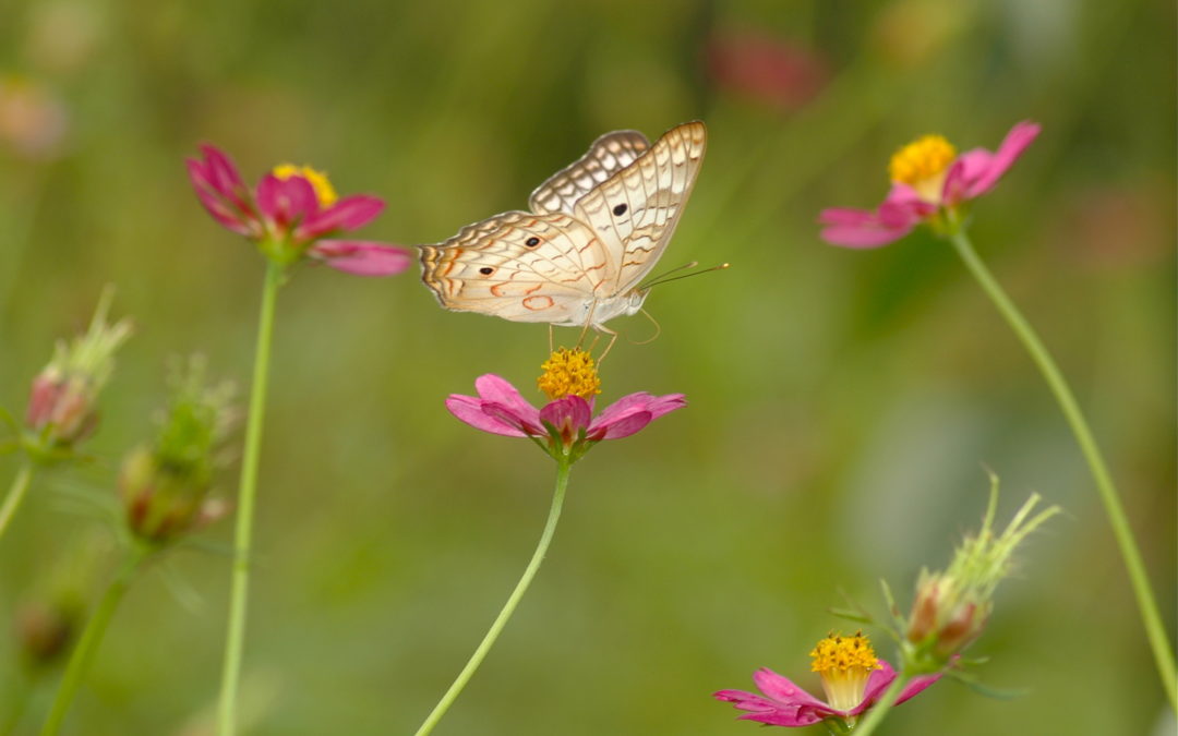 Breezes of Spring