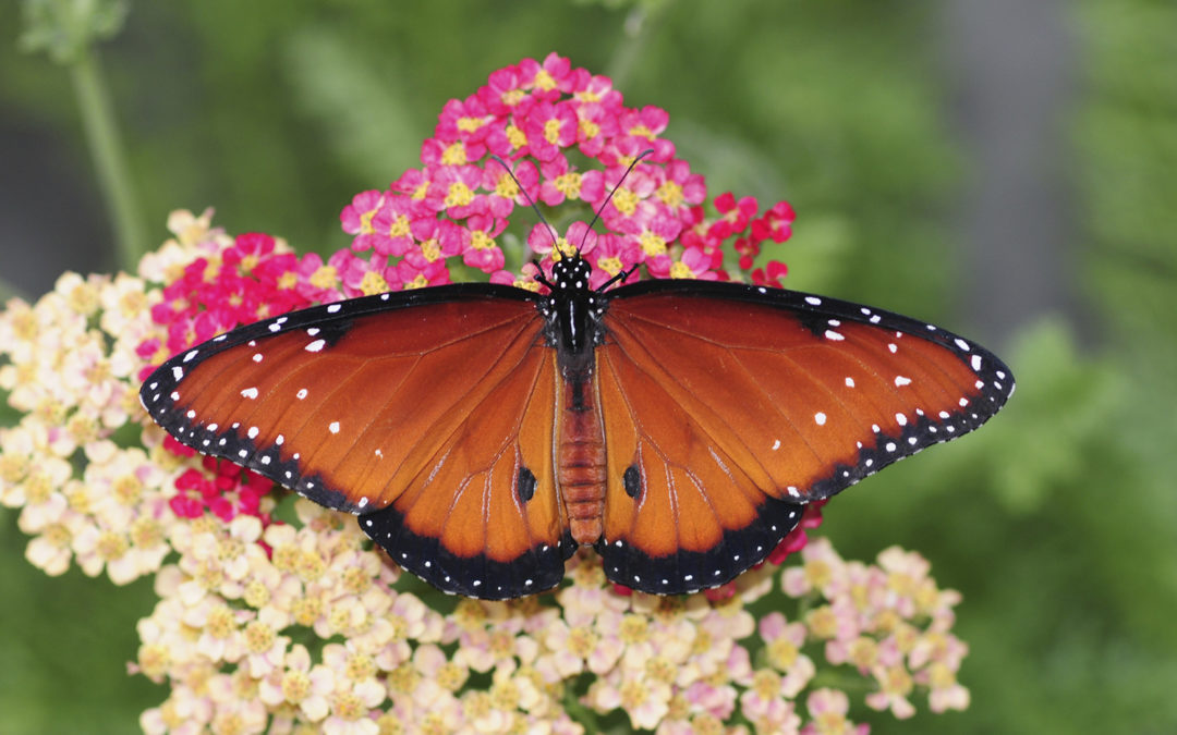 California Butterfly Dreamin’